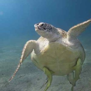 Marsa Alam