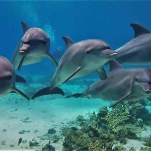 Swimming with Dolphin VIP Snorkeling Sea Trip With Lunch and Transfer - Hurghada