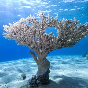 Wide angle view of a single Table Coral (Acropora pharaonis) on the sandy ocean floor with blue background and sunbeams. Ras Mohammed National Park Red Sea, Egypt.